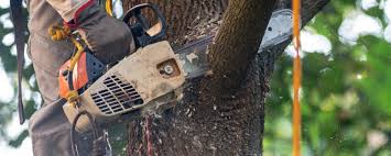 Best Tree Risk Assessment  in Carson, WA