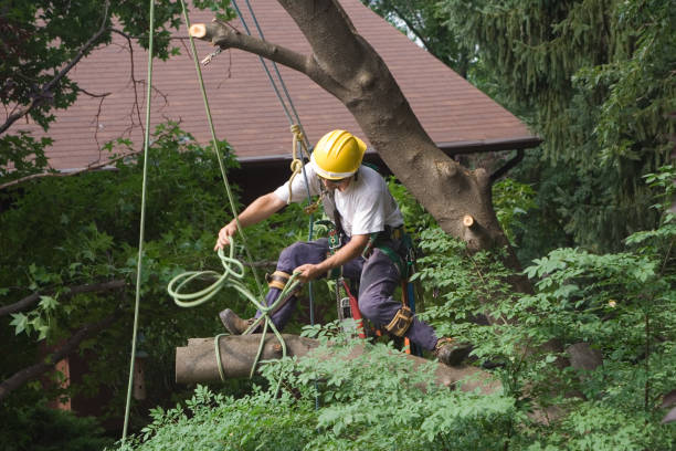 Best Tree and Shrub Care  in Carson, WA