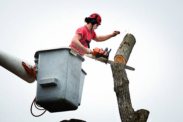 Best Emergency Tree Removal  in Carson, WA