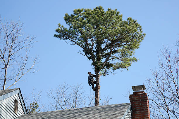 Best Tree Maintenance Programs  in Carson, WA